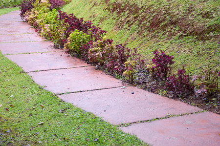 walkway in nature garden at Chiang Mai Thailand