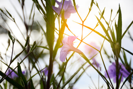 ruellia tuberosa plant in nature garden