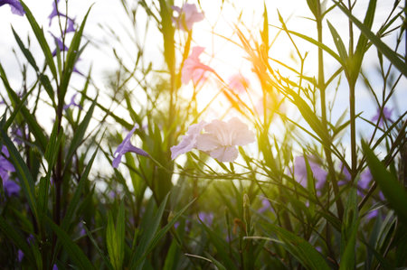 ruellia tuberosa plant in nature gardenの写真素材