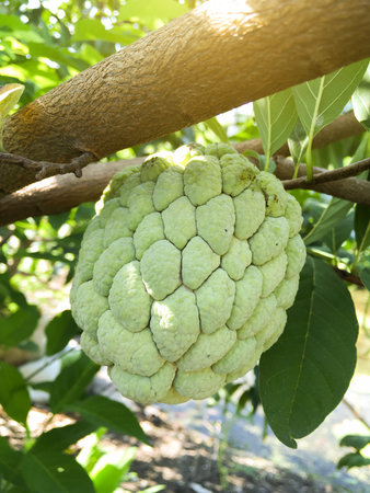 Annona squamosa fruit in nature garden