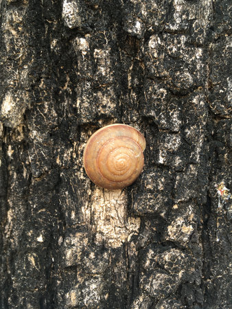 Molluska shell on bark treeの写真素材