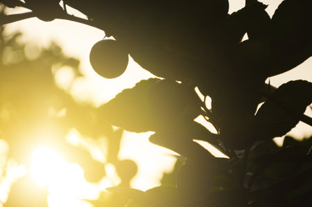 Leaf tree and sunlight in nature gardenの写真素材