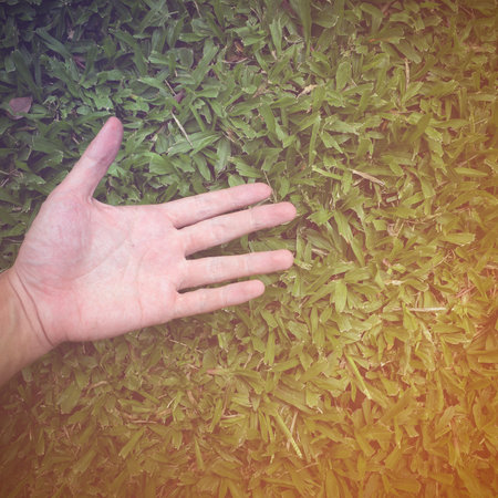 hand man on green grassの写真素材