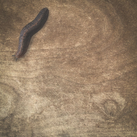 small slug on wood floorの写真素材