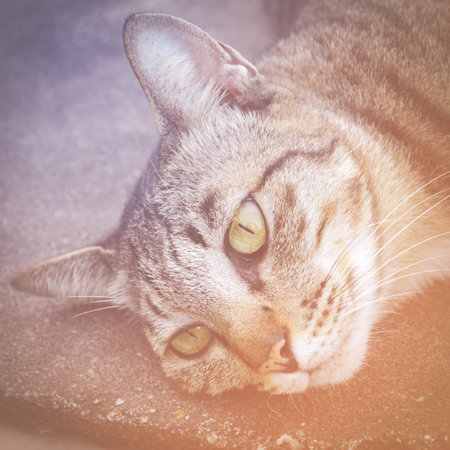 cute cat - color of instagram styleの写真素材