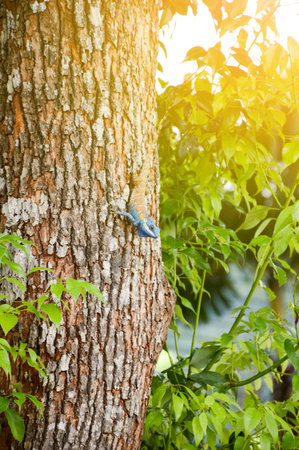 chameleon on bark treeeの写真素材