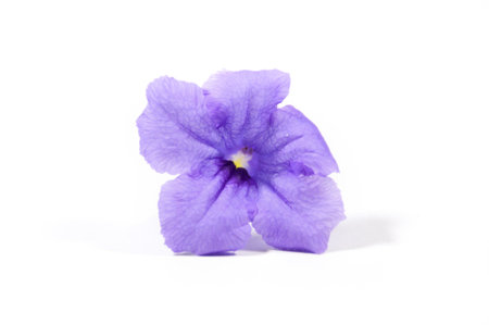blue ruellia tuberosa flower on white backgroundの写真素材
