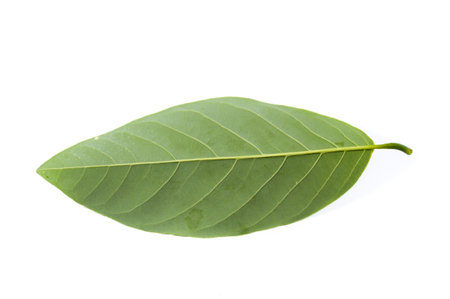 fresh green Annona squamosa leaf on white background