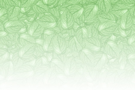 Hemigraphis alternata leaf on white backgroundの写真素材