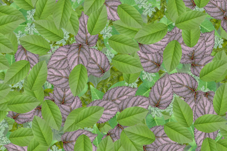 Hemigraphis alternata leaves pattern background