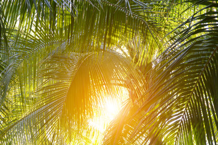 beautiful coconut tree in nature gardenの写真素材
