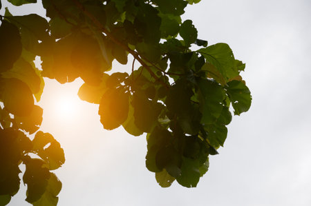 leaf tree and sunlight in nature gardenの写真素材