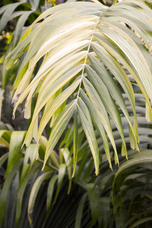 palm leaves in nature gardenの写真素材