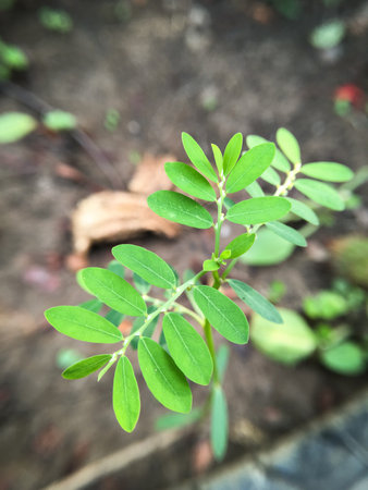 close up Phyllanthus amarus plant in nature garden - Macro focusの写真素材