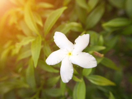 Gardenia jasminoides flower in nature gardenの写真素材