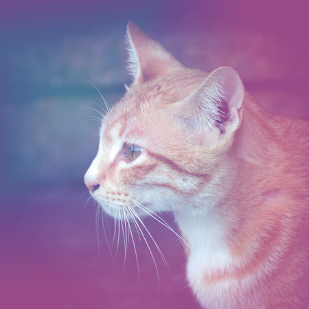 cute catの写真素材