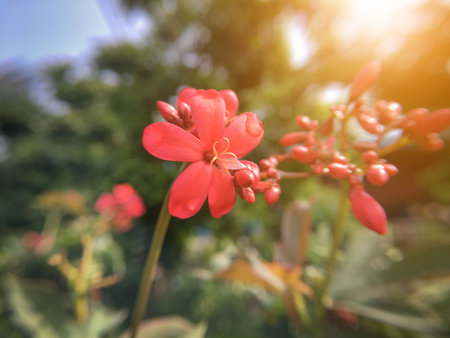 pink Jatropha integerrima flower in nature gardenの写真素材