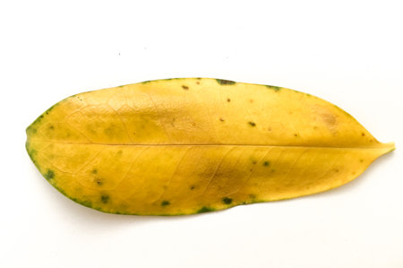 dry leaves on white background