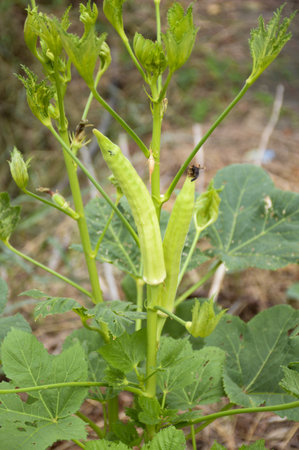 green Okra tree in vegetable garden
