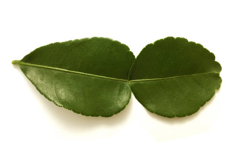 fresh green Kaffir lime leaves on white background