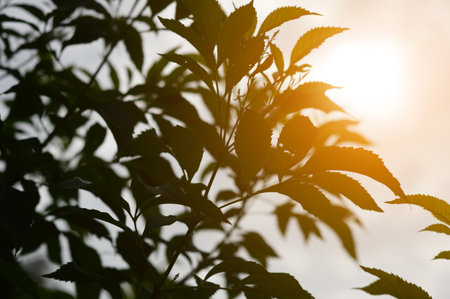 leaf tree and sunlight in nature garden