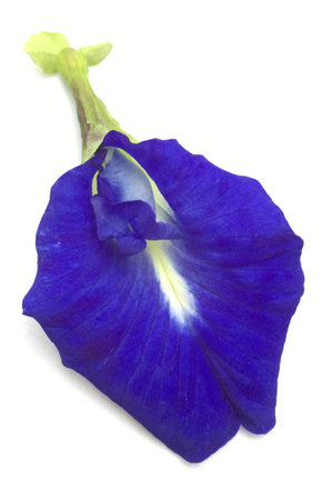 Clitoria ternatea flower on white backgroundの写真素材