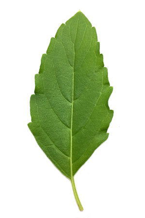 fresh green Ocimum tenuiflorum leaves on white backgroundの写真素材