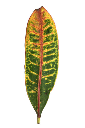croton leaves on white background