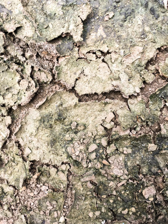 dry cracked soil texture backgroundの写真素材