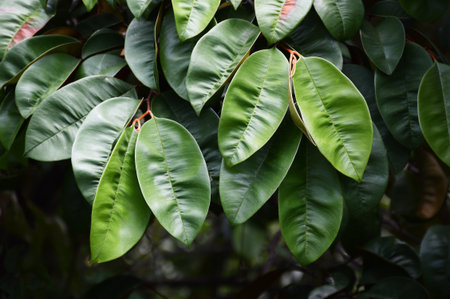 fresh green leaf plant in nature garden