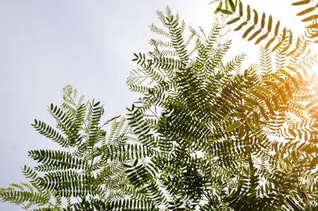 Leucaena leucocephala plant in nature gardenの写真素材