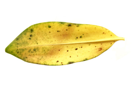 dry leaves on white backgroundの写真素材