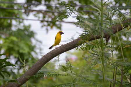 small bird on branch treeの写真素材