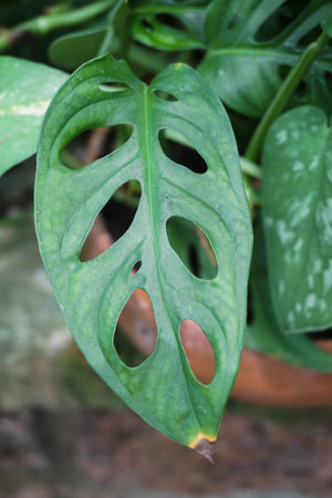 fresh green monstera obliqua plants in nature gardenの写真素材