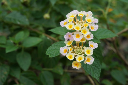 Lantana Camara flower in the gardenの写真素材