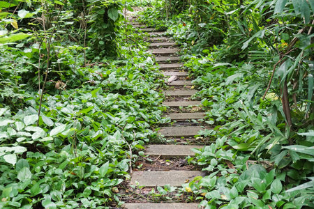 nature walkway in forest at country Thailandの写真素材