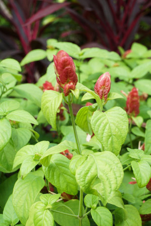 red Justicia brandegeeana plant in nature gardenの写真素材