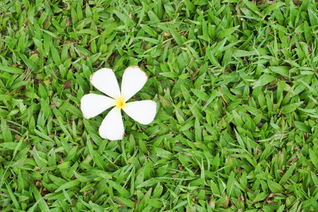 plumeria flower on green grassの写真素材