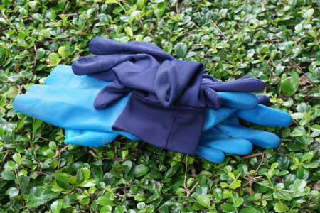 blue glove on green plantの写真素材