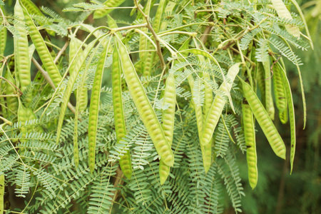 leucaena glauca tree in nature garden