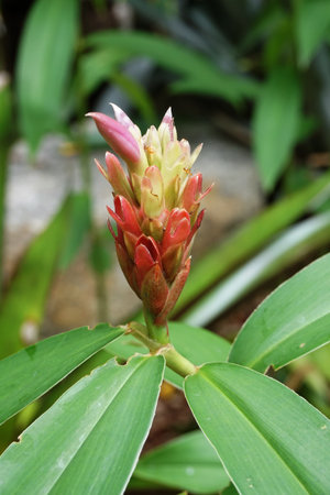 red costus speciousus flower in nature gardenの写真素材