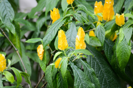 Golden shrimp plant in nature gardenの写真素材