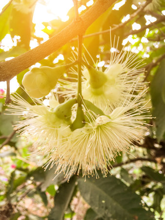 close up Rose Apple flower in nature gardenの写真素材