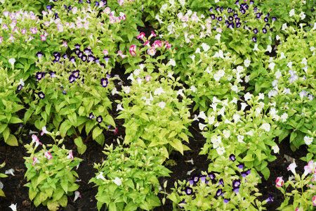 Torenia fournieri flower in nature gardenの写真素材