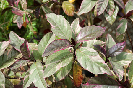 Pseuderanthemum atropurpureum plant in nature gardenの写真素材