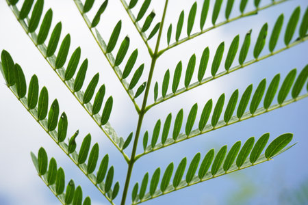 fresh green leucaena glauca leaves in nature gardenの写真素材