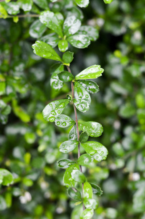 Carmona retusa leaves in nature gardenの写真素材