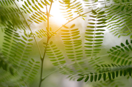 leucaena glauca  leaves in nature gardenの写真素材