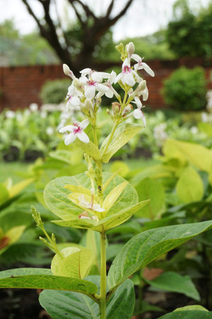 white flower in nature gardenの写真素材