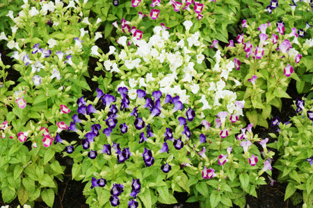 Torenia fournieri flower in nature gardenの写真素材